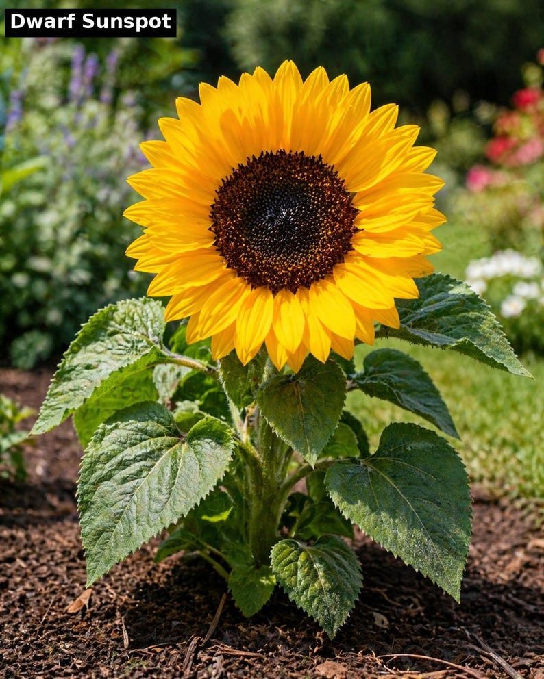 Dwarf Sunspot sunflower - compact large head heirloom variety