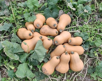 Bakers Branch Butternut Squash Seeds, Appalachian Heirloom, Vine Borer Resistant, 10-20 Seeds
