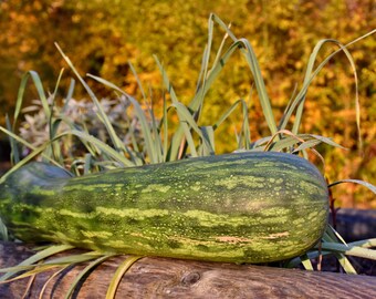Lungo di Napoli Squash Seeds, Long Italian Heirloom Butternut, Vine Borer Resistant, 10-20 Seeds