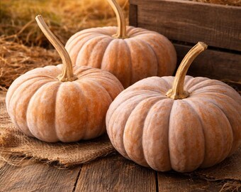 Wan Fu F1 Squash Seeds, Chinese Kabocha Hybrid for Planting, 10-20 Seeds