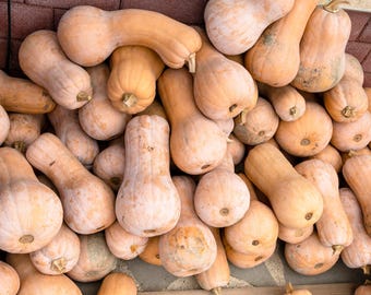 Waltham Butternut Squash Seeds | Heirloom Winter Planting Garden Squash