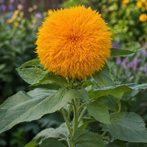Teddy Bear sunflower - fluffy double petal compact heirloom