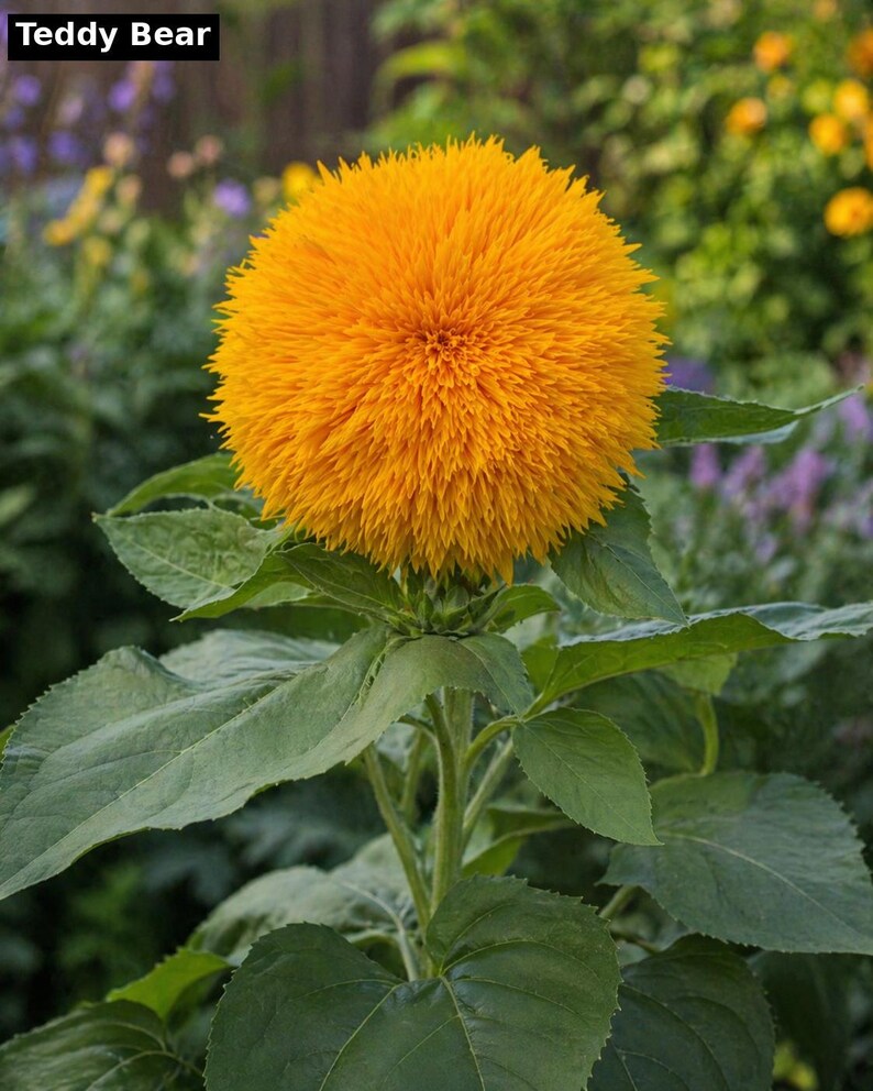 Teddy Bear sunflower - fluffy double petal compact heirloom