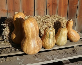 Long Neck Pumpkin Seeds, Heirloom Moschata Crookneck, Vine Borer Resistant, 10 Seeds