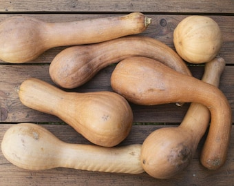 Tromboncino Squash Seeds, Italian Climbing Zucchini, Vine Borer Resistant, 10-20 Seeds