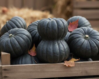 Shishigatani Squash Seeds, Rare Kyoto Japanese Heirloom, Vine Borer Resistant, 10 Seeds