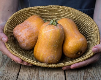 Honeynut Squash Seeds, Sweet Mini Butternut for Small Gardens, 10 Seeds