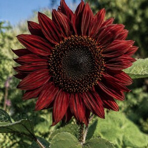 Autumn Beauty sunflower - deep burgundy red heirloom variety