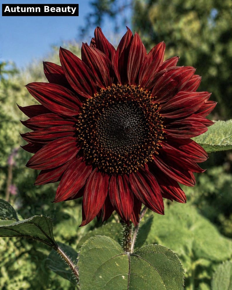 Autumn Beauty sunflower - deep burgundy red heirloom variety