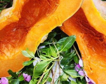 Musquee de Provence Pumpkin, French Heirloom Cinderella Pumpkin, 10 Seeds