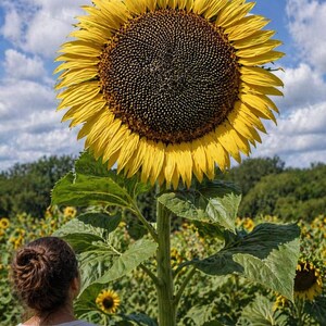 Mammoth Greystripe sunflower - giant classic yellow heirloom