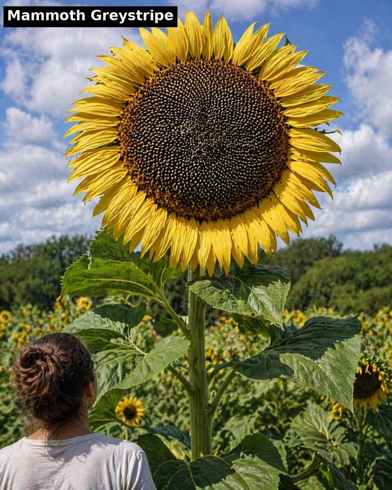 Mammoth Greystripe sunflower - giant classic yellow heirloom