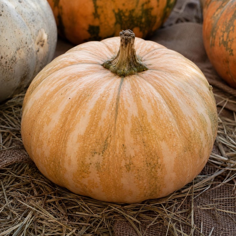 La Estrella F1 Calabaza pumpkin - tan fruit in an autumn harvest display - Cucurbita moschata seeds