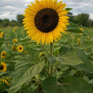 Peredovik sunflower - Russian oilseed heirloom for birds