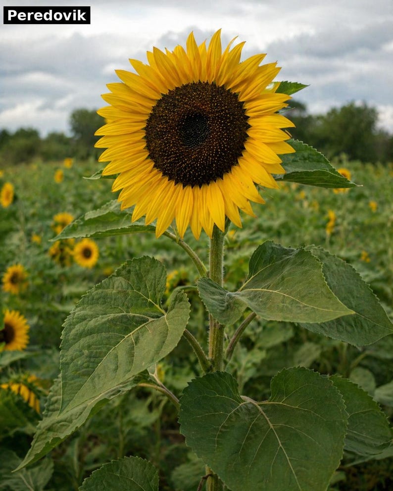 Peredovik sunflower - Russian oilseed heirloom for birds