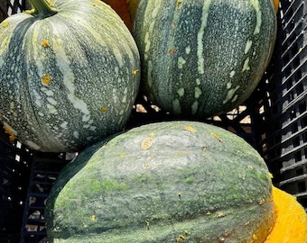 Jamaican Tropical Pumpkin Seeds, Caribbean Calabaza Heirloom, Vine Borer Resistant, 10-20 Seeds