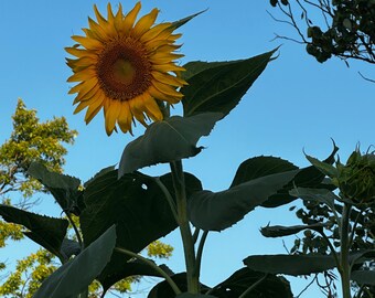 Mammoth Sunflower and Squash Seed Kit, Open Pollinated Family Garden Set