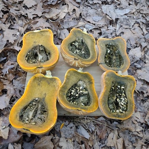 Puede incluir: Seis mitades de calabaza Butternut dispuestas sobre una tabla de madera. La calabaza tiene una pulpa de color naranja brillante y un interior verde oscuro lleno de semillas. El fondo está cubierto de hojas secas.