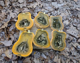 Guatemalan Green Ayote Seeds, Rare Tropical Moschata Squash, Vine Borer Resistant, 10-20 Seeds