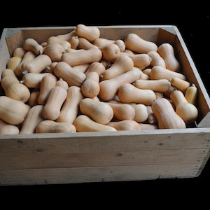 Puede incluir: Una caja de madera llena de calabazas Butternut. Las calabazas tienen un color marrón claro y una forma de pera distintiva. La caja es de madera clara sobre un fondo negro.