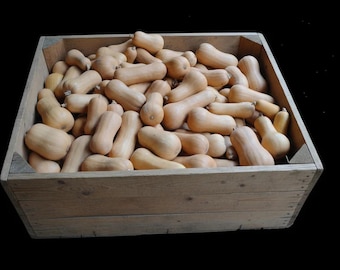 South Anna Butternut Squash Seeds, Compact Virginia Heirloom, Vine Borer Resistant, 10-20 Seeds