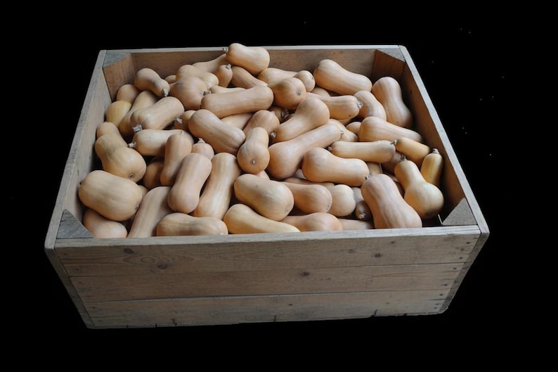 South Anna Butternut, a modern open-pollinated winter squash.