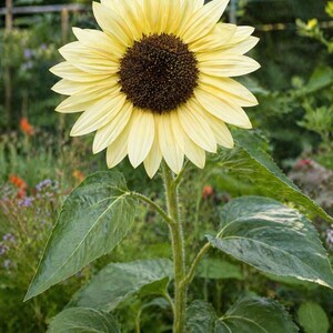 Lemon Queen sunflower - pale yellow pollinator heirloom