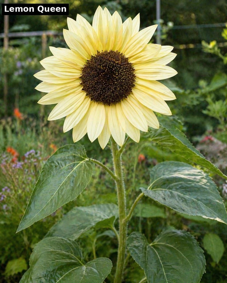 Lemon Queen sunflower - pale yellow pollinator heirloom