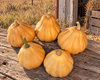Seminole Pumpkin Seeds, Vine Borer Resistant Florida Heirloom