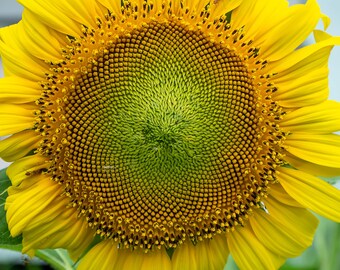 Prairie Sunflower Seed Collection, Mammoth and Autumn Beauty Heirloom Blend