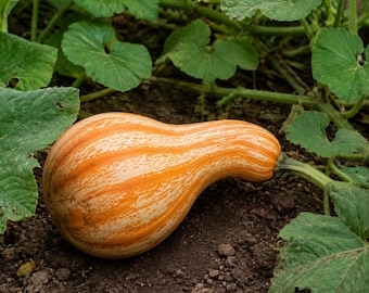 Orange-Striped Cushaw Pumpkin Seeds, Vine Borer Resistant, Pie Grade (10 or 20 Seeds)