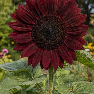 Midnight Rouge sunflower - near-black petals heirloom variety