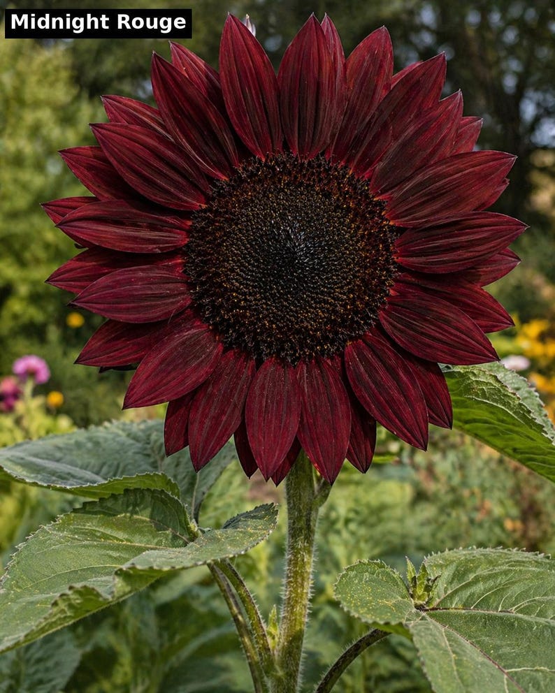 Midnight Rouge sunflower - near-black petals heirloom variety