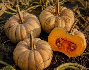 Kikuza Squash Seeds, Rare Japanese Heirloom, Vine Borer Resistant Moschata for Pie and Storage