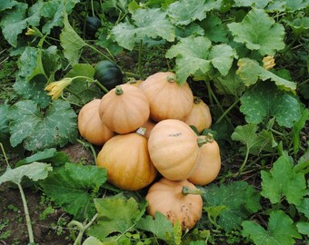 Prairie Starter Kit, Heirloom Pumpkin Seeds and Kansas Coffee Gift, 8oz