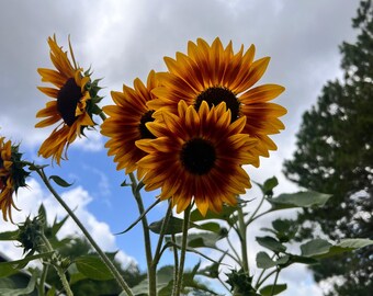Autumn Beauty Sunflower Seeds, Multi Color Open Pollinated Cut Flowers, 10-20 Seeds