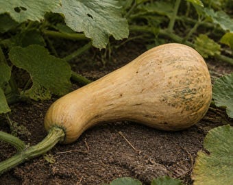Magic Cushaw Squash Seeds, Vine Borer Resistant, Pie Filling (10 or 20 Seeds)
