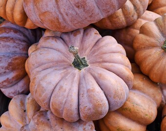 Powdery Mildew Resistant Pumpkin Seed Collection, 3 Disease Resistant Varieties, 10 Seeds Each