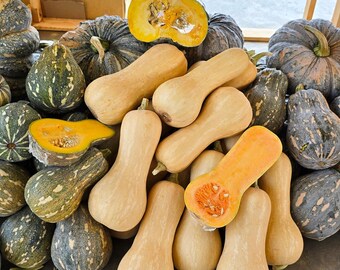 Cushaw Green Striped Squash Seeds, Southern Heirloom Pie Pumpkin, 10-20 Seeds