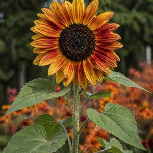 Velvet Queen sunflower - warm orange red heirloom variety