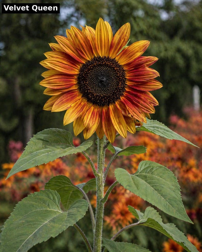 Velvet Queen sunflower - warm orange red heirloom variety