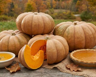 New England Cheddar F1 Pumpkin Seeds, Orange Pie Hybrid, Treated (10-20 Seeds)