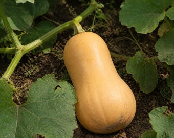 Butterscotch F1 Butternut Squash Seeds, Compact Bush Type, 10 or 20 Seeds