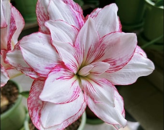 Flor de amarilis blanca y rosa / Bulbos de hippethasterrum / Regalo para mamá