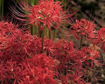 20 dużych cebul Lycoris radiata, czerwonej lilii pająkowatej, świeżo wykopanych od rolnika