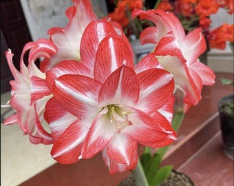 Flor Amarílis Branca | Bulbos de Hippeastrum | Planta de Interior