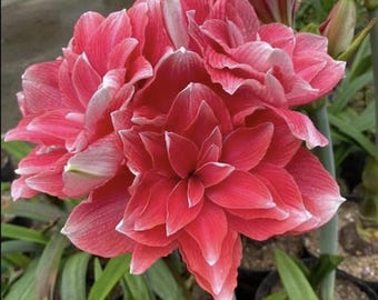 Röd Hippeastrum-lökar | Amaryllisblomma | Krukväxt