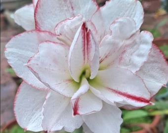 Weiß Rosa Hippeastrum Blumenzwiebeln | Amaryllis Blume |Geschenk Liebe