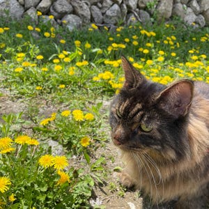 Könnte beinhalten: Eine braune und tanfarbene Katze mit grünen Augen sitzt in einem Feld mit gelben Löwenzahnpflanzen. Im Hintergrund befindet sich eine Steinmauer. Die Katze schaut zur Seite.