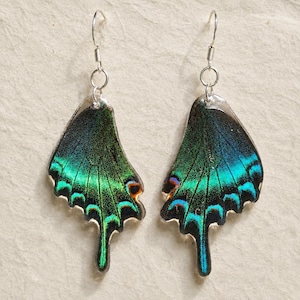 Op de afbeelding: Een paar hangende oorbellen in de vorm van iriserende vlindervleugels in tinten diep groen, blauwgroen en zwart. Elke oorbel hangt aan een zilverkleurige metalen haak en een ringetje, met een levendig, metallic kleurverloop.